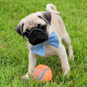 Pug Puppy Otis