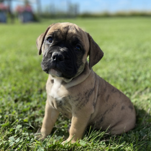Olde English Bulldogge Puppy Chelsea