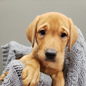 Labrador Retriever Puppy Bee