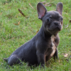 French Bulldog Puppy Cade