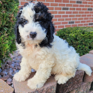 Bernedoodle Puppy Drake