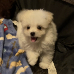 Havapom Puppy Cream Puff