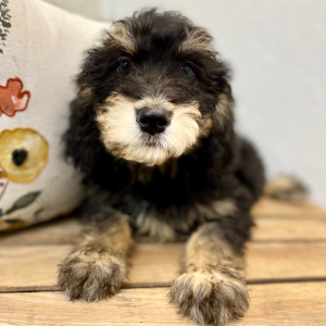 Springerdoodle Puppy Celeste