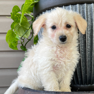 Labradoodle Puppy Annie