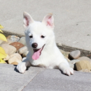 Pomsky Puppy Nova