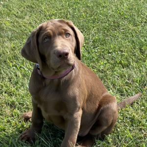 Labrador Retriever Puppy Lacey