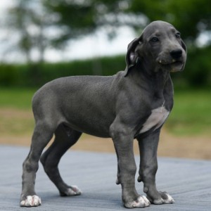Great Dane Puppy Cruz