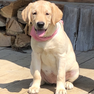 Labrador Retriever Puppy Primrose