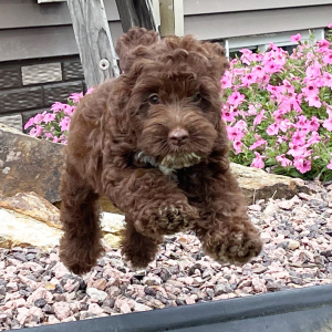 Cockapoo Puppy Tracey