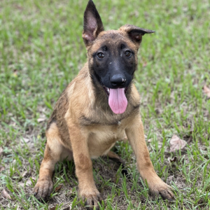 Belgian Malinois Puppy Chloe