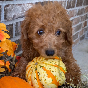Goldendoodle Puppy Amber