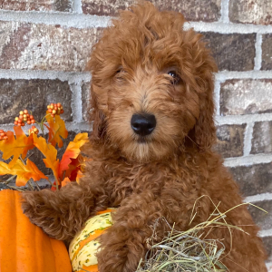 Goldendoodle Puppy Willow
