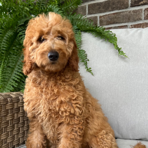 Goldendoodle Puppy Willow