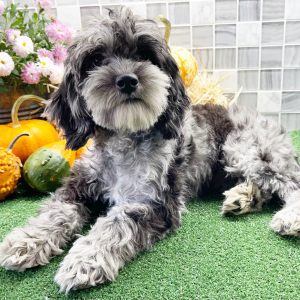 Cockapoo Puppy Veronica