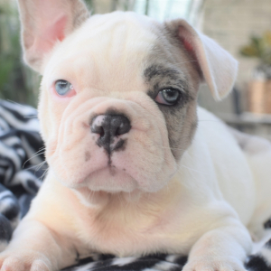 French Bulldog Puppy Louis