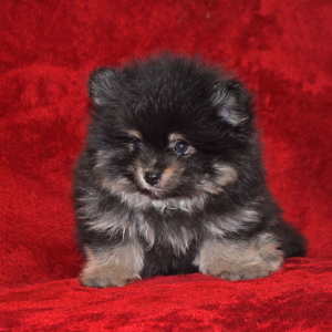 Pomeranian Puppy Peter