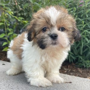 Shih Tzu Puppy Lucky