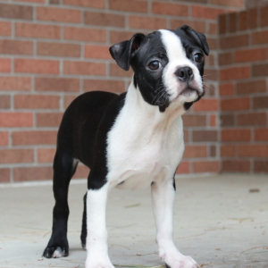Boston Terrier Puppy Tony
