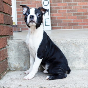 Boston Terrier Puppy Tony