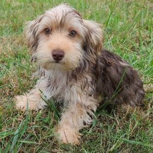 Yorkshire Terrier Puppy Barney
