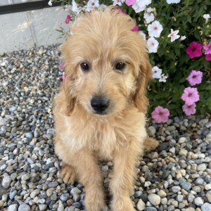 Goldendoodle Puppy Tinker