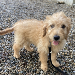 Goldendoodle Puppy Tinker