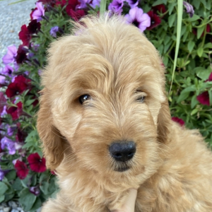 Goldendoodle Puppy Tiffany