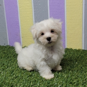 Maltese Puppy Jake