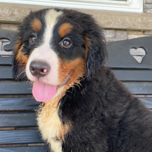 Bernese Mountain Dog Puppy Kendall
