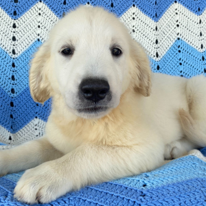 Golden Retriever Puppy Betty