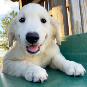Golden Retriever Puppy Betty