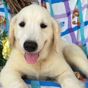 Golden Retriever Puppy Betty