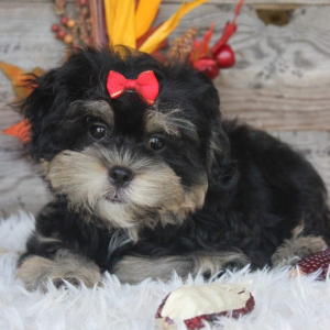 Shihpoo Puppy Reta