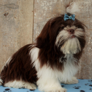 Shih Tzu Puppy Mark