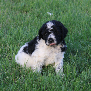 Labradoodle Puppy Buster