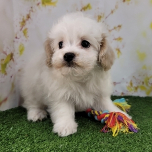 Havapoo Puppy Lenard