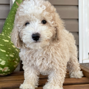 Goldendoodle Puppy Candi