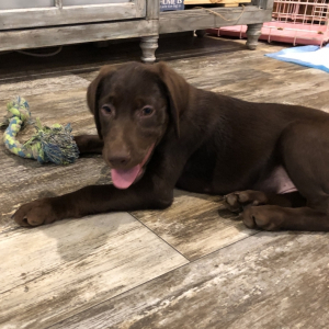 Labrador Retriever Puppy Trooper