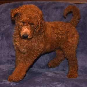 Goldendoodle Puppy Faith