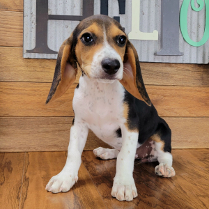 Beagle Puppy Penny