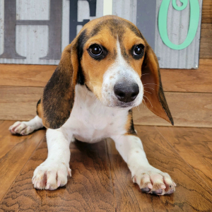 Beagle Puppy Penny