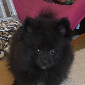 Pomeranian Puppy Nicole