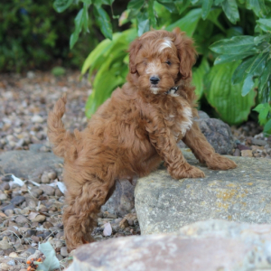 Cavapoo Puppy Benny