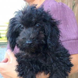 Poodle Puppy Mason