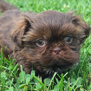 Shih Tzu Puppy Roxie