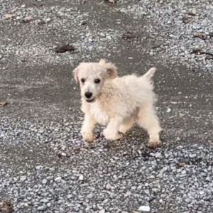 Poodle Puppy Jerry
