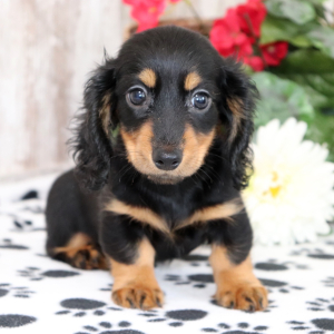Dachshund Puppy Trista