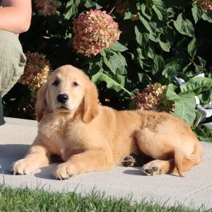 Golden Retriever Puppy Nate
