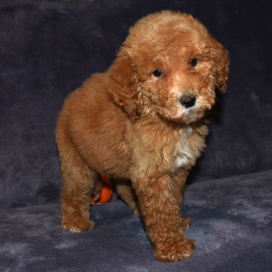 Goldendoodle Puppy Gabbi