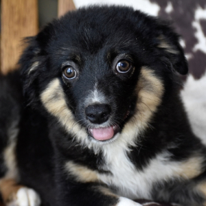 Australian Shepherd Puppy Midnight
